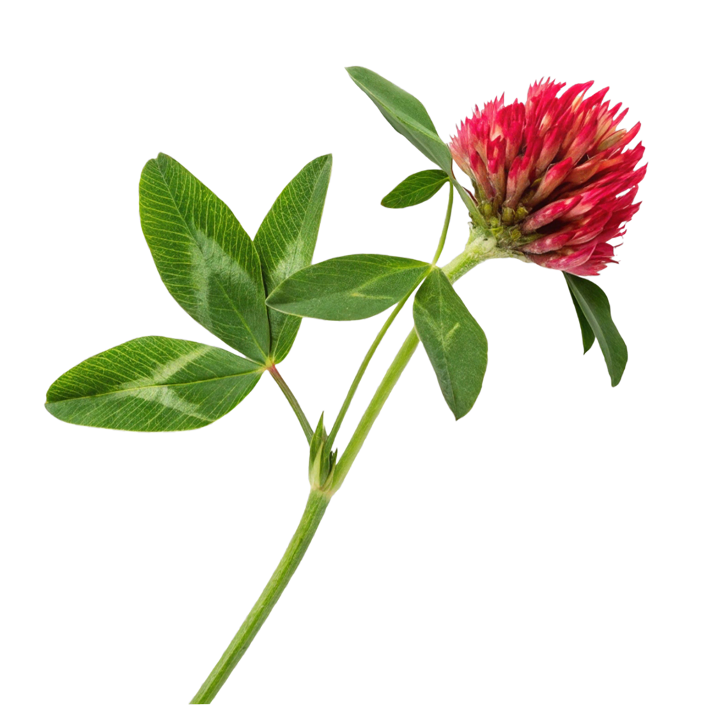 Red Clover